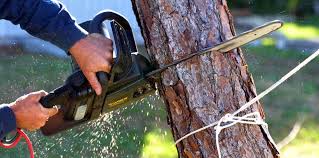 How Our Tree Care Process Works  in  Lexington, NC