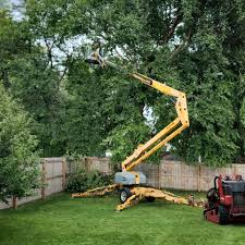 Reliable Lexington, NC Tree Services Solutions